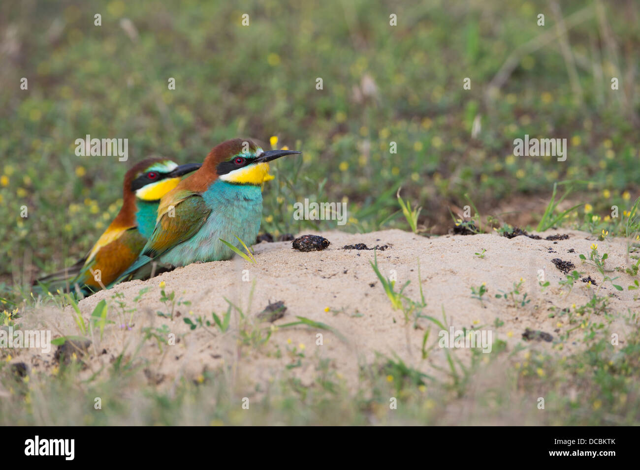 European bee-eater Merops apiaster, adult pair together at nesting hole on ground, Lakitelek, Hungary in June. Stock Photo