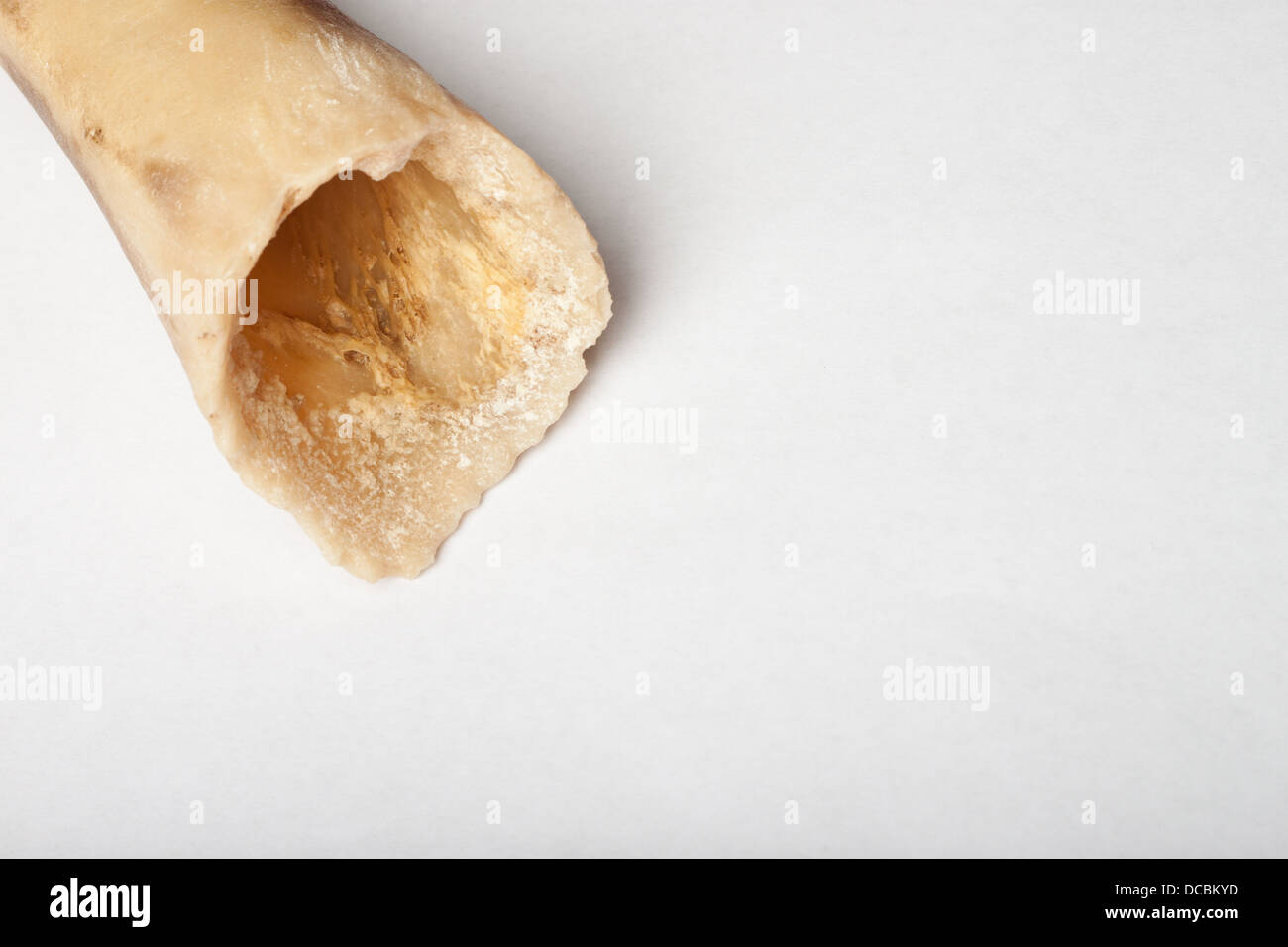 Hollow dog bone against white background Stock Photo