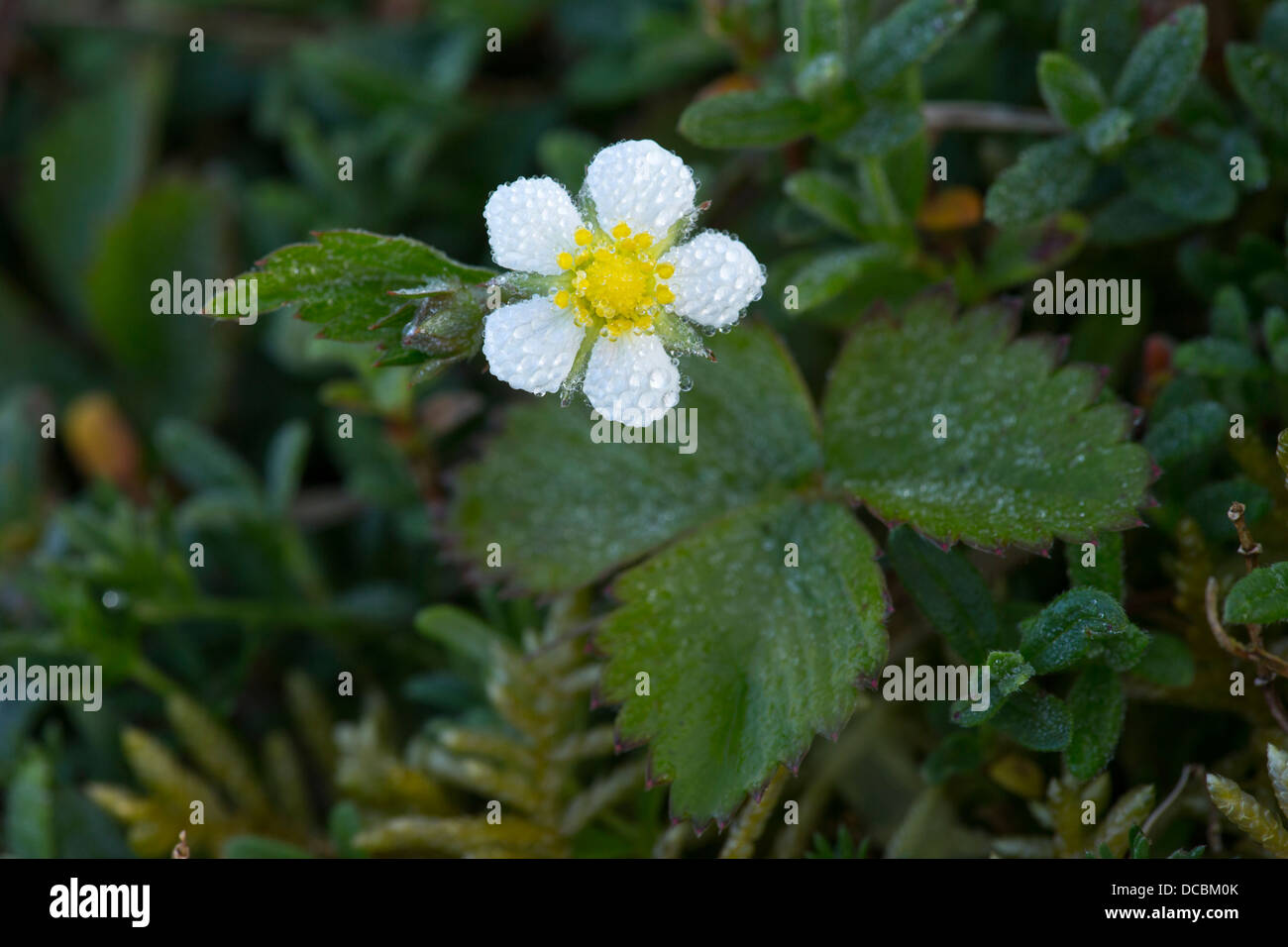 Wild strawberry Fragaria vesca, flowering, covered in morning dew, Walton Common, Bristol, UK in May. Stock Photo