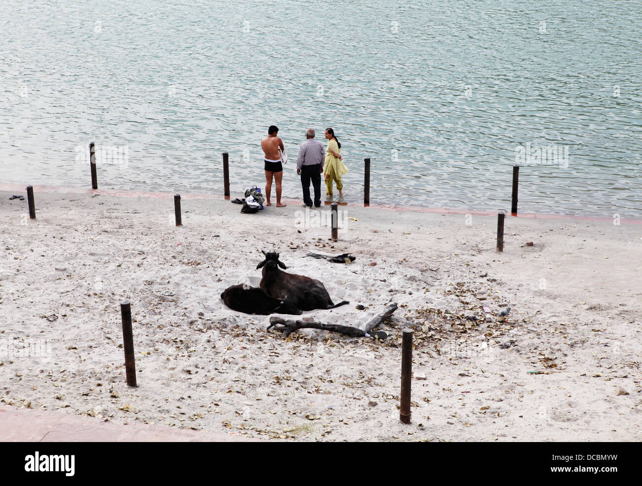 A cow looks on as religious pilgrims take a dip in the River Ganges in Rishikesh, India. Stock Photo