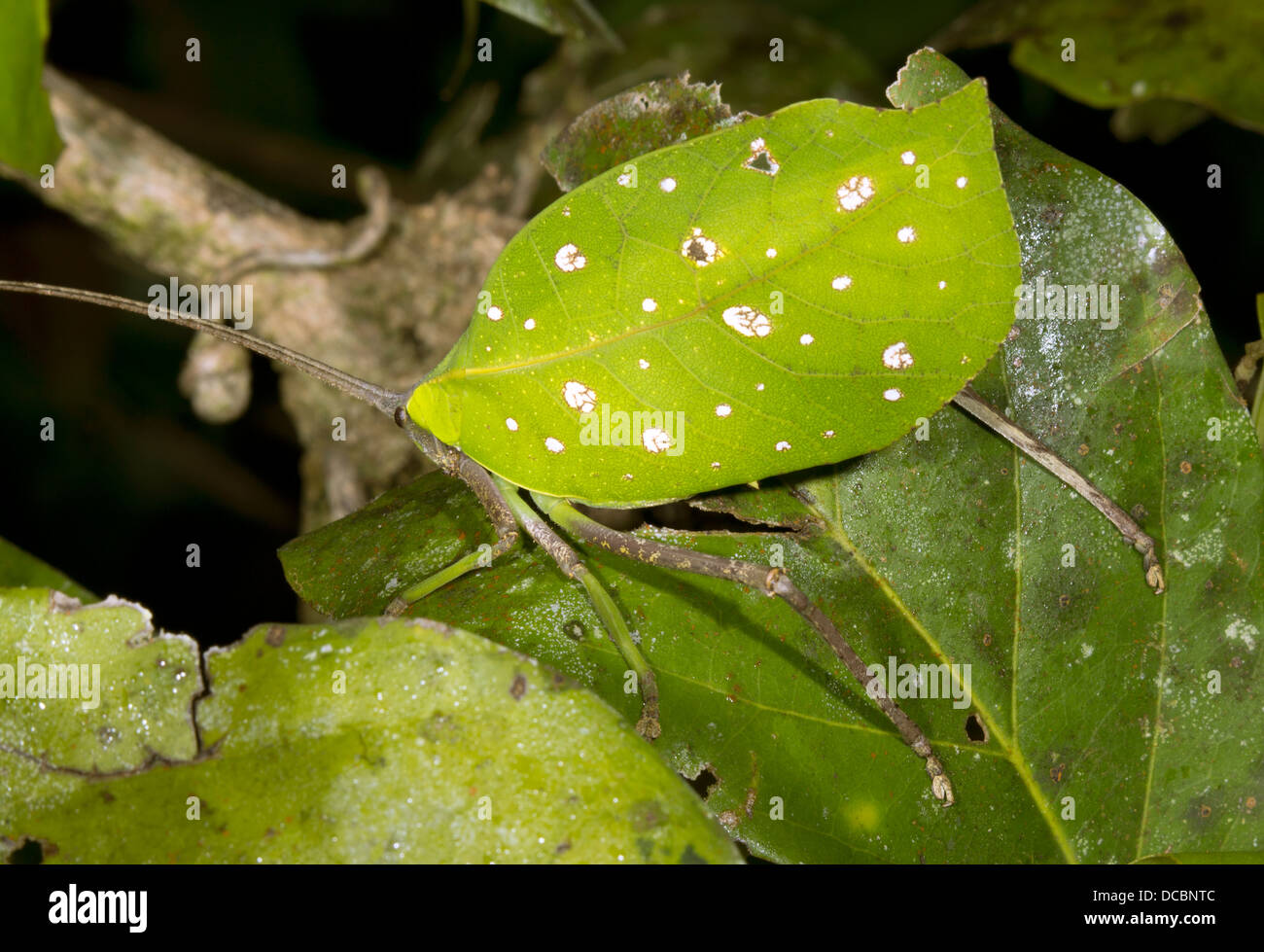 Green leaf mimic katydid in the rainforest understory, Ecuador Stock Photo
