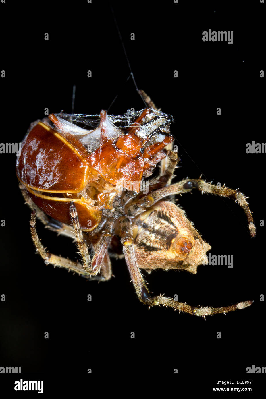 Spider eating a large beetle trapped in its web in the rainforest, Ecuador Stock Photo