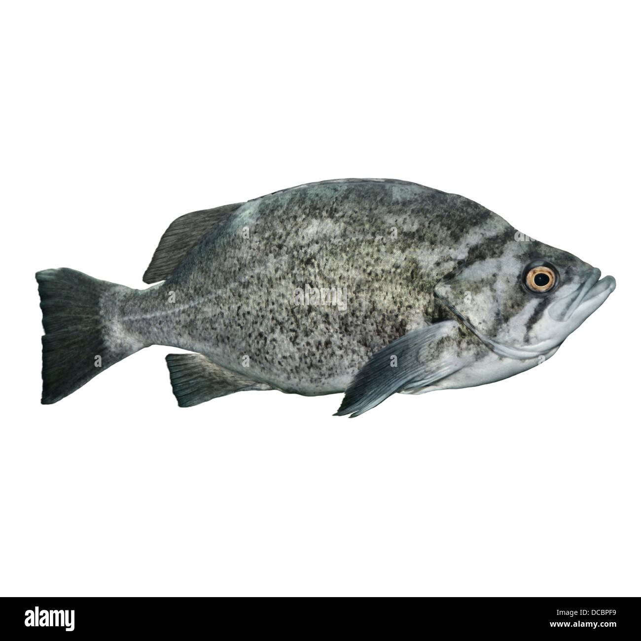 Rockfish hires stock photography and images Alamy
