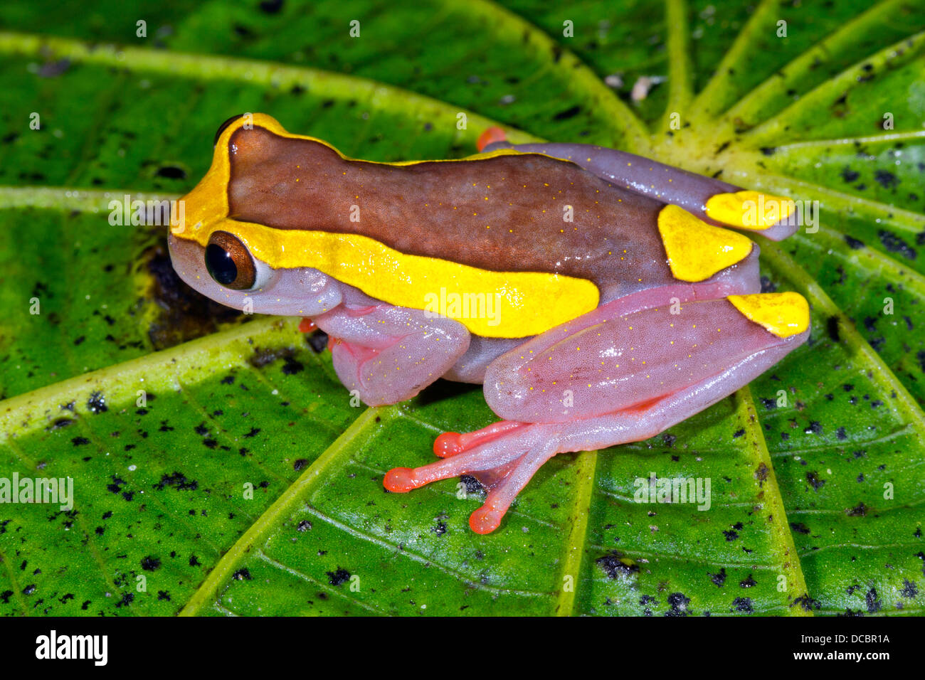 Upper Amazon Treefrog (Dendropsophus bifurcus) on a Piperaceae leaf in the rainforest, Ecuador Stock Photo