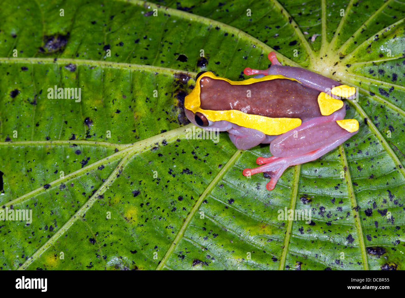 Upper Amazon Treefrog (Dendropsophus bifurcus) on a Piperaceae leaf in the rainforest, Ecuador Stock Photo
