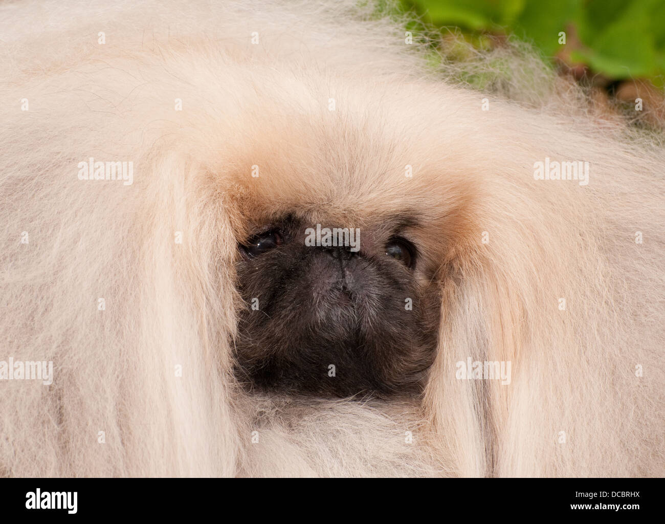 Pekingese-head shot Stock Photo