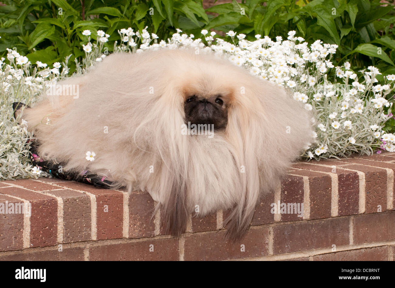 Long hotsell hair pekingese
