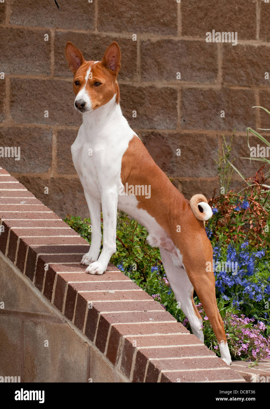 Basenji standing on brick wall Stock Photo