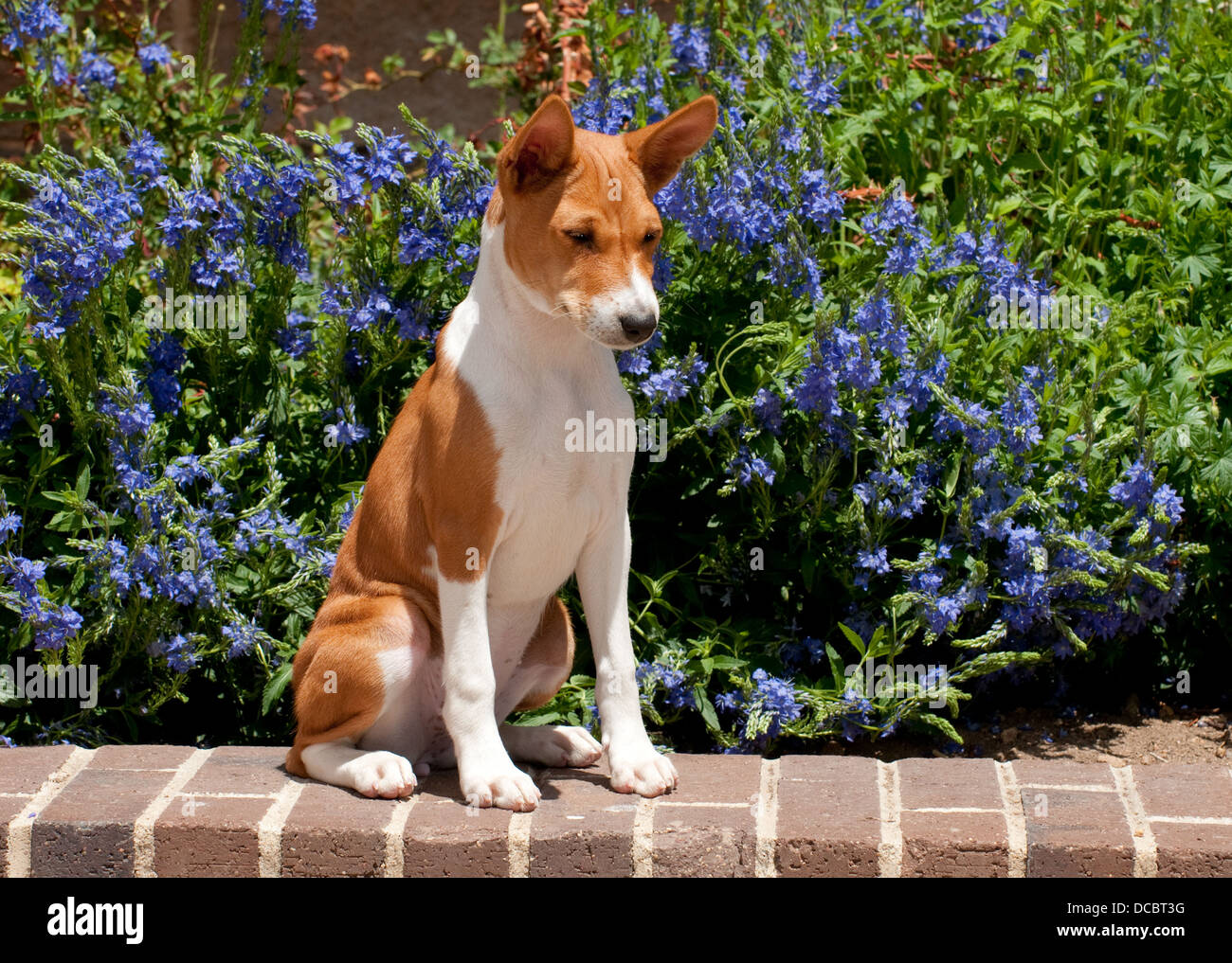 Basenji puppy sitting on brick wall Stock Photo