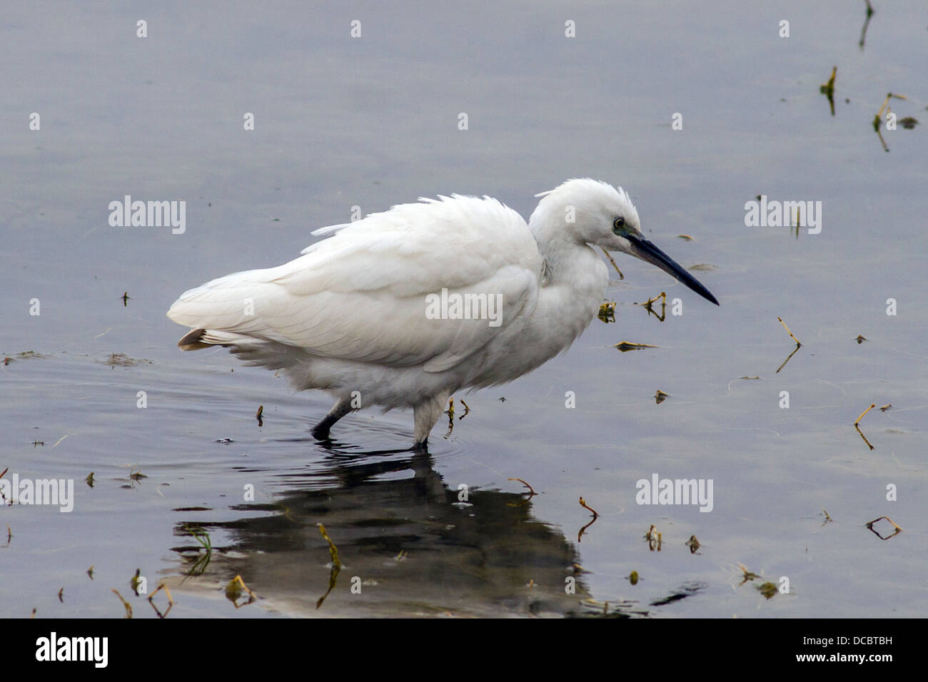 Little Egret (Egretta garzetta) Stock Photo