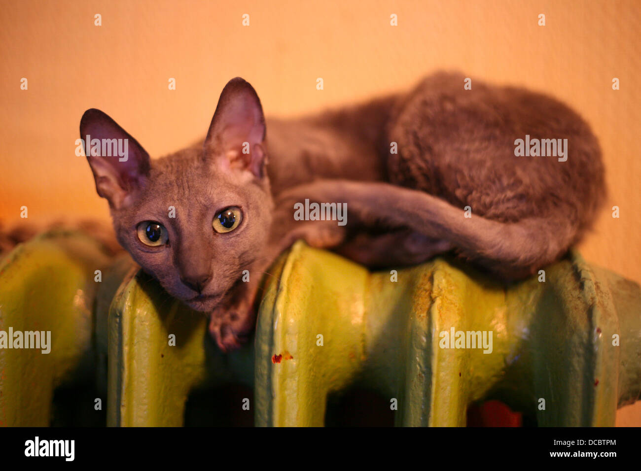 Cornish Rex Stock Photo