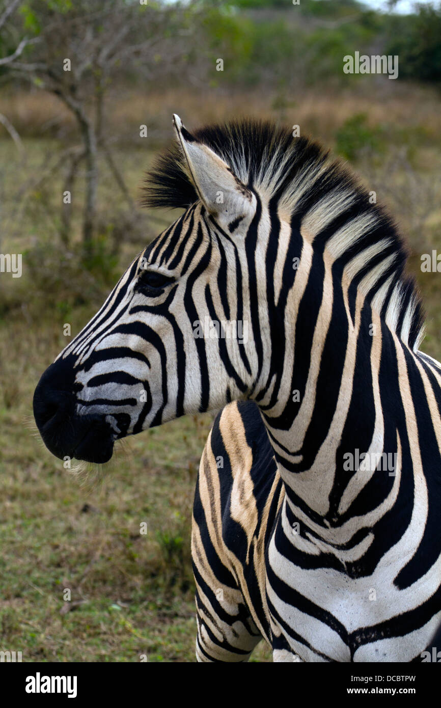 Burchell’s Zebra (Equus burchelli) Stock Photo