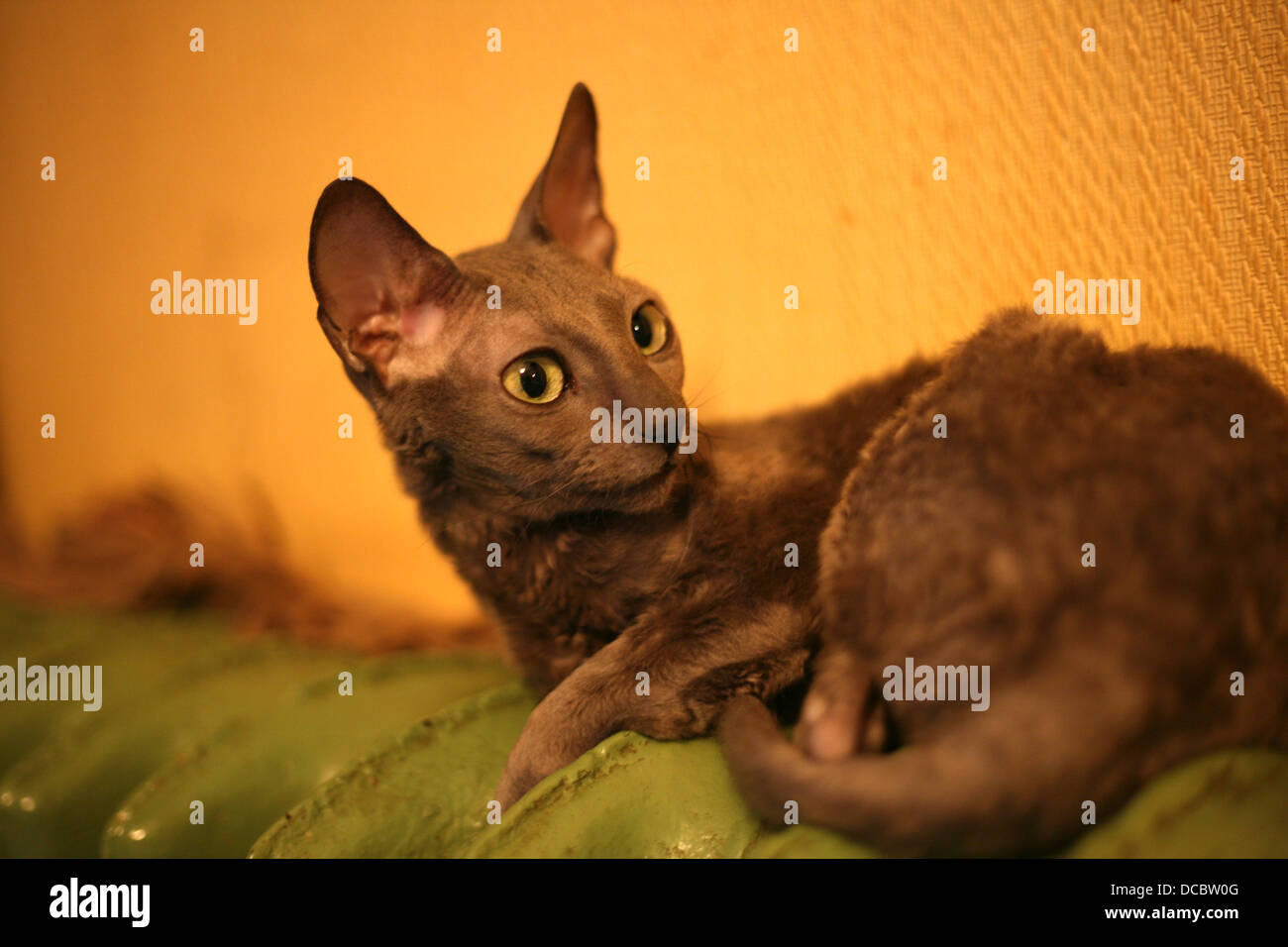 Cornish Rex Stock Photo
