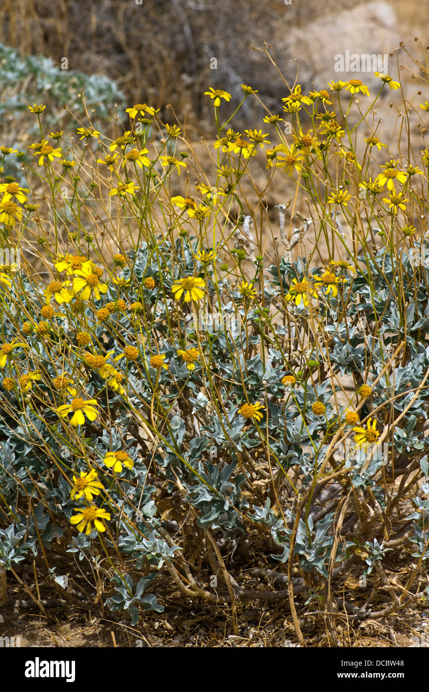 desert marigold plant blooming in the spring Stock Photo