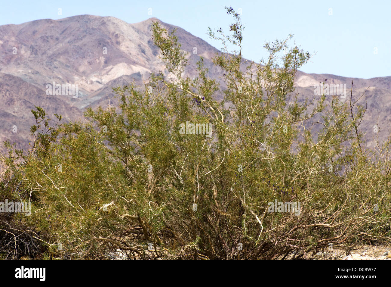 Indigo bush in Colorado desert Stock Photo
