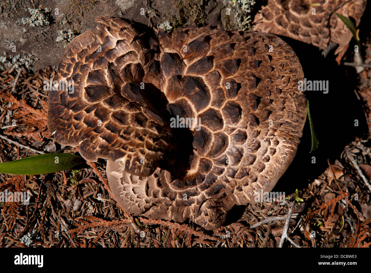 Shingled Hedgehog Mushroom, Hydnum imbricatum, Isle Royale National Park, Michigan, United States of America Stock Photo