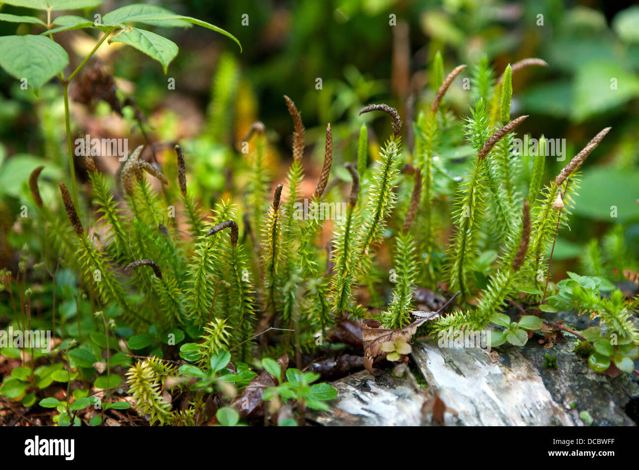 Club moss (Lycopodium), Isle Royale National Park, Michigan, United States of America Stock Photo