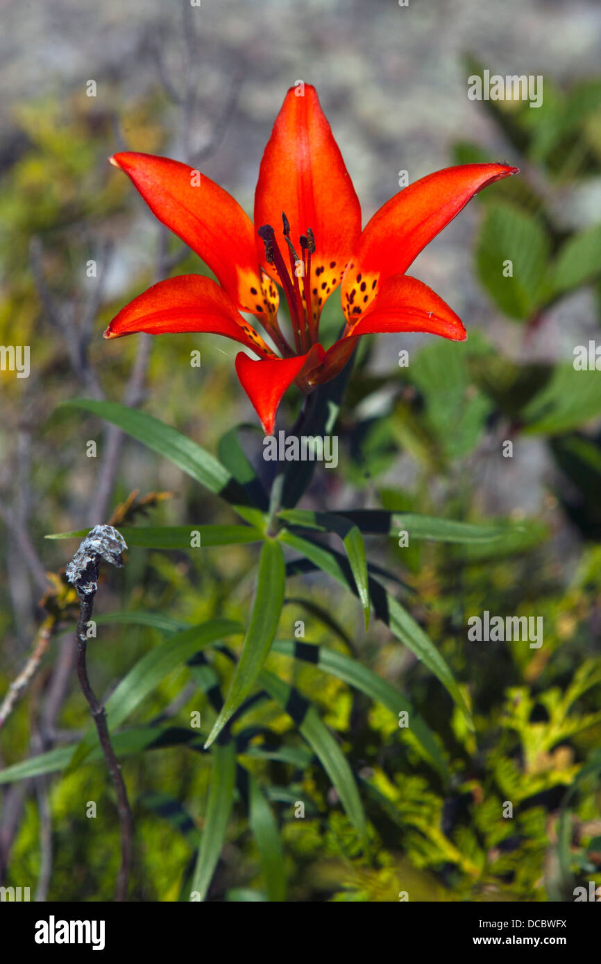 Red and yellow flower of a Wood Lily (Lilium philadelphicum), Isle Royale National Park, Michigan, United States of America Stock Photo