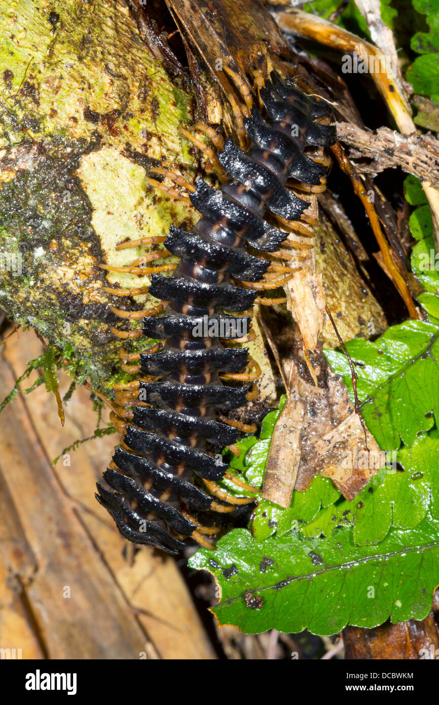 Giant flat-backed millipede crawling on a branch in rainforest, Ecuador Stock Photo