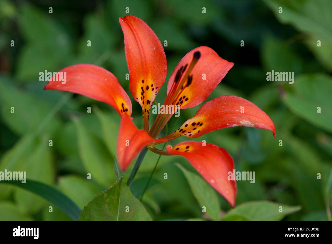 Red and yellow flower of a Wood Lily (Lilium philadelphicum), Isle Royale National Park, Michigan, United States of America Stock Photo