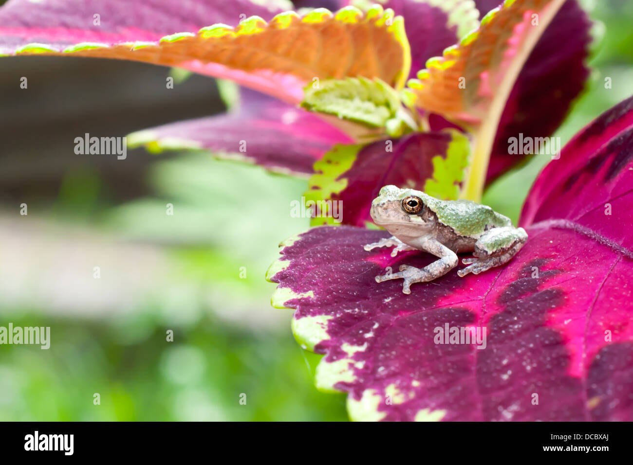 Gray Treefrog climbing on Coleus Stock Photo