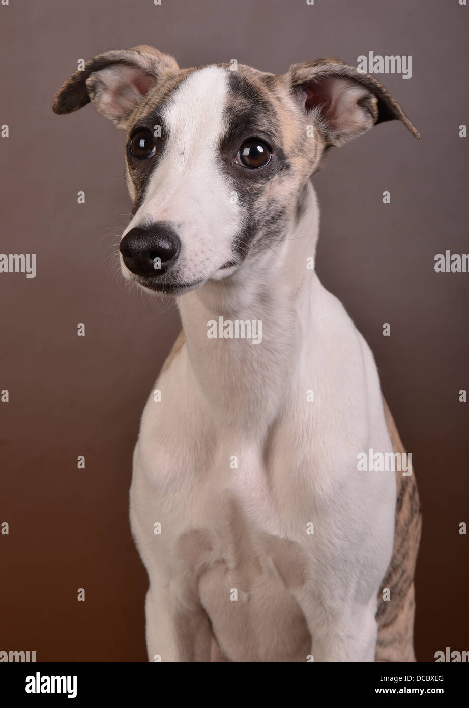 dog, pet, cute, studio, animal, white, young, domestic, portrait, happy, isolated, canine, adorable, background, puppy, funny, beautiful, mammal, bree Stock Photo