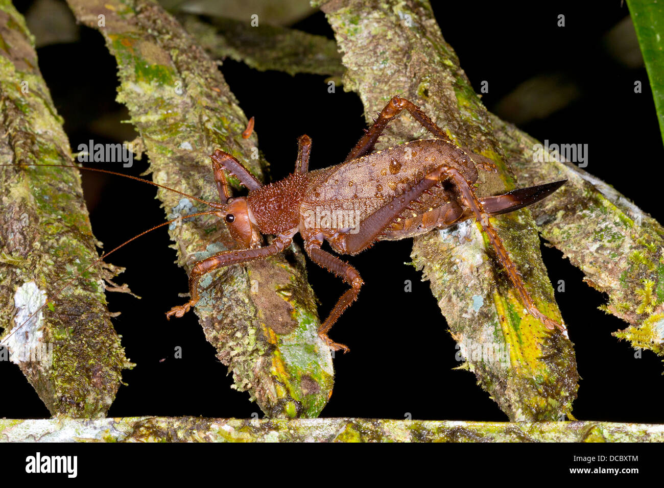 A female giant bush cricket on a textured mossy palm leaf in the rainforest understory at night, Ecuador Stock Photo