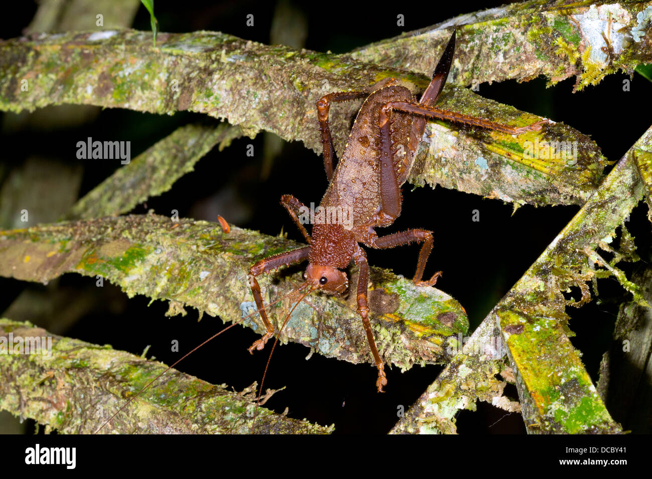 A female giant bush cricket on a textured mossy palm leaf in the rainforest understory at night, Ecuador Stock Photo