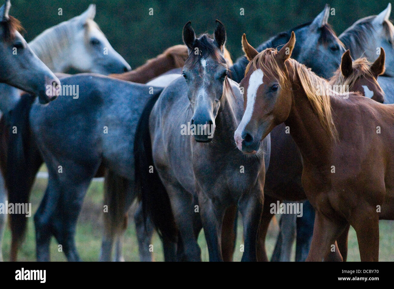 colt, horse, farm, mammal, animal, nature, mare, foal, stallion, brown, speed, pasture, beautiful, race, equestrian, fast, equine, gallop, run, young, Stock Photo