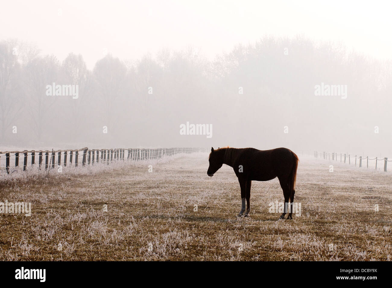 Arabian horse silhouette hi-res stock photography and images - Alamy