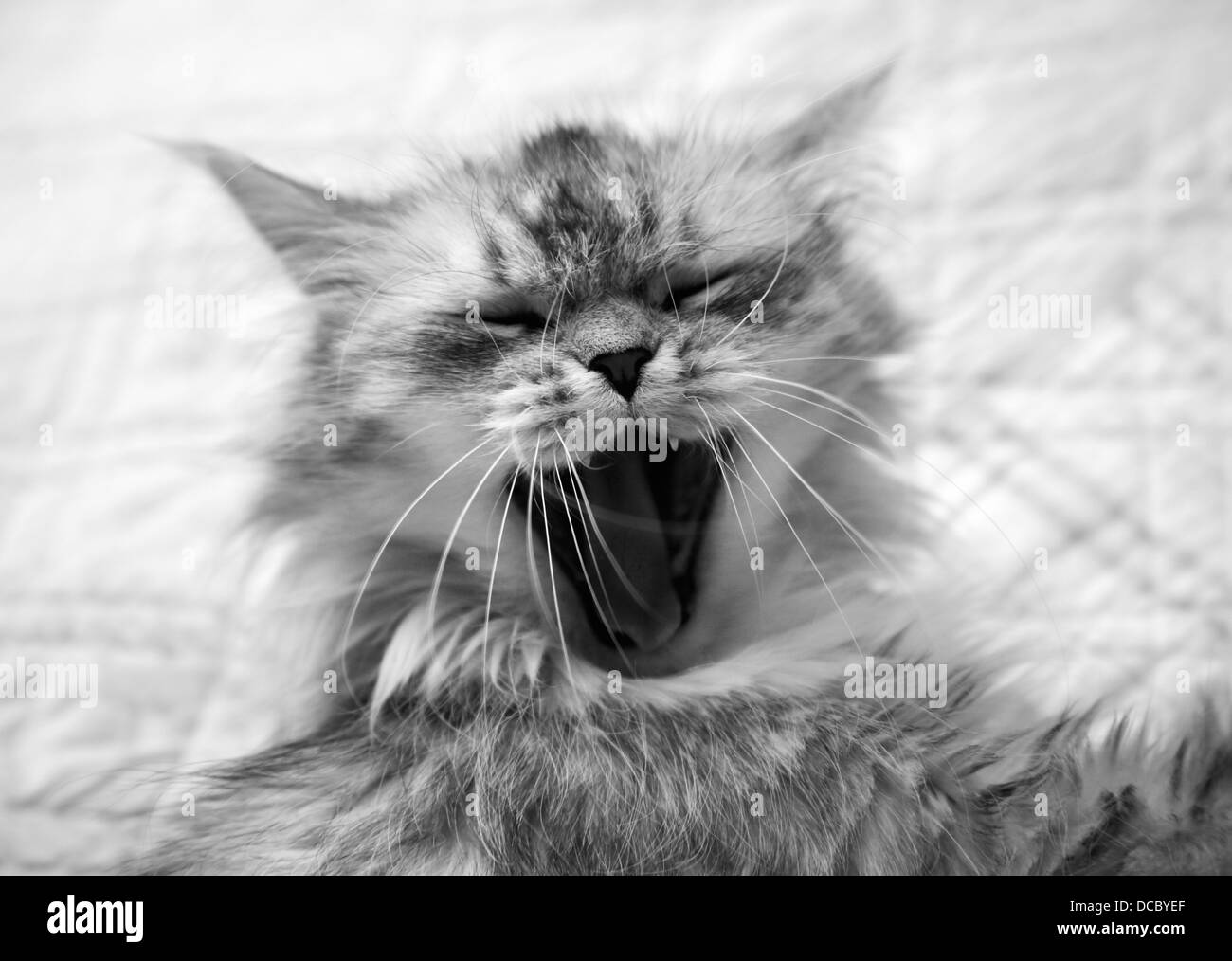 Yawning cat Stock Photo