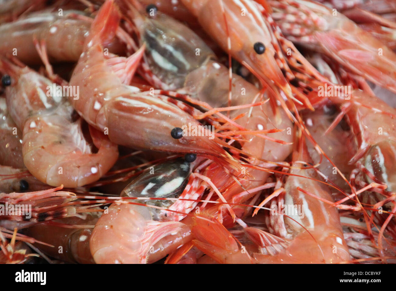 Shrimp sold by the pound at fish market. Stock Photo