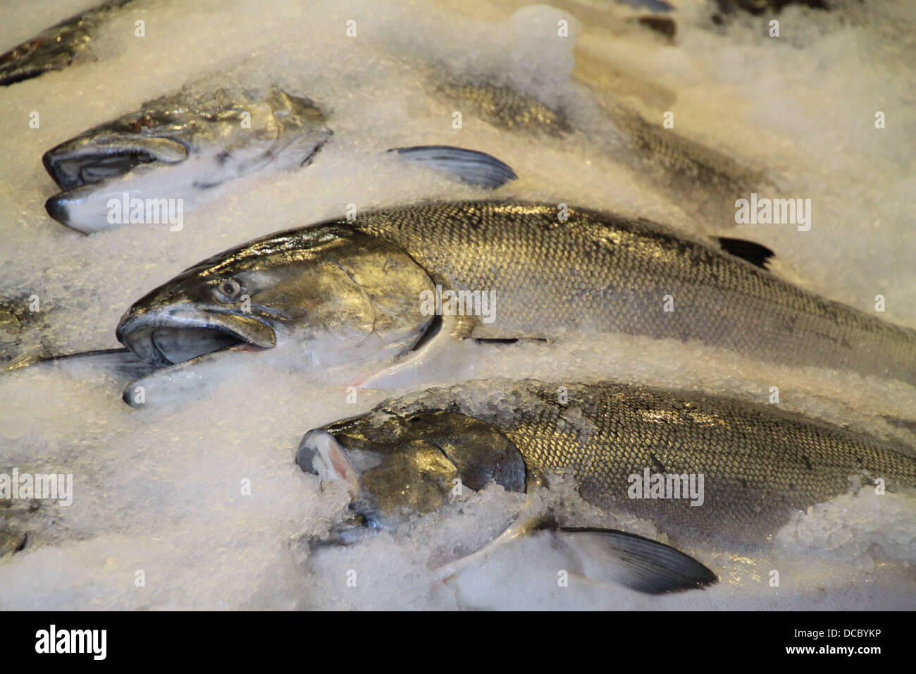 Salmon on ice for sale at fish market Stock Photo - Alamy