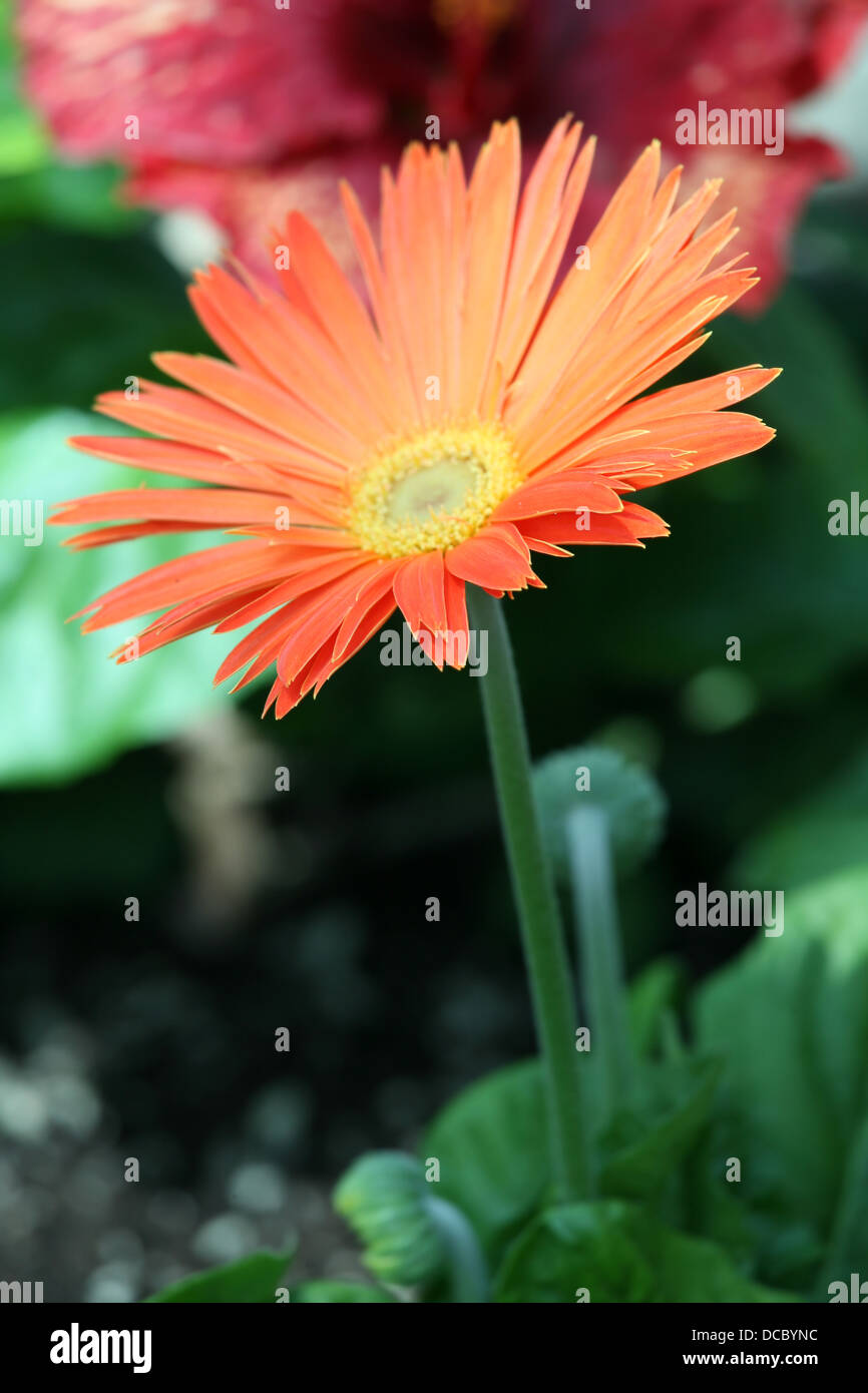 Orange gerbera daisy Stock Photo Alamy