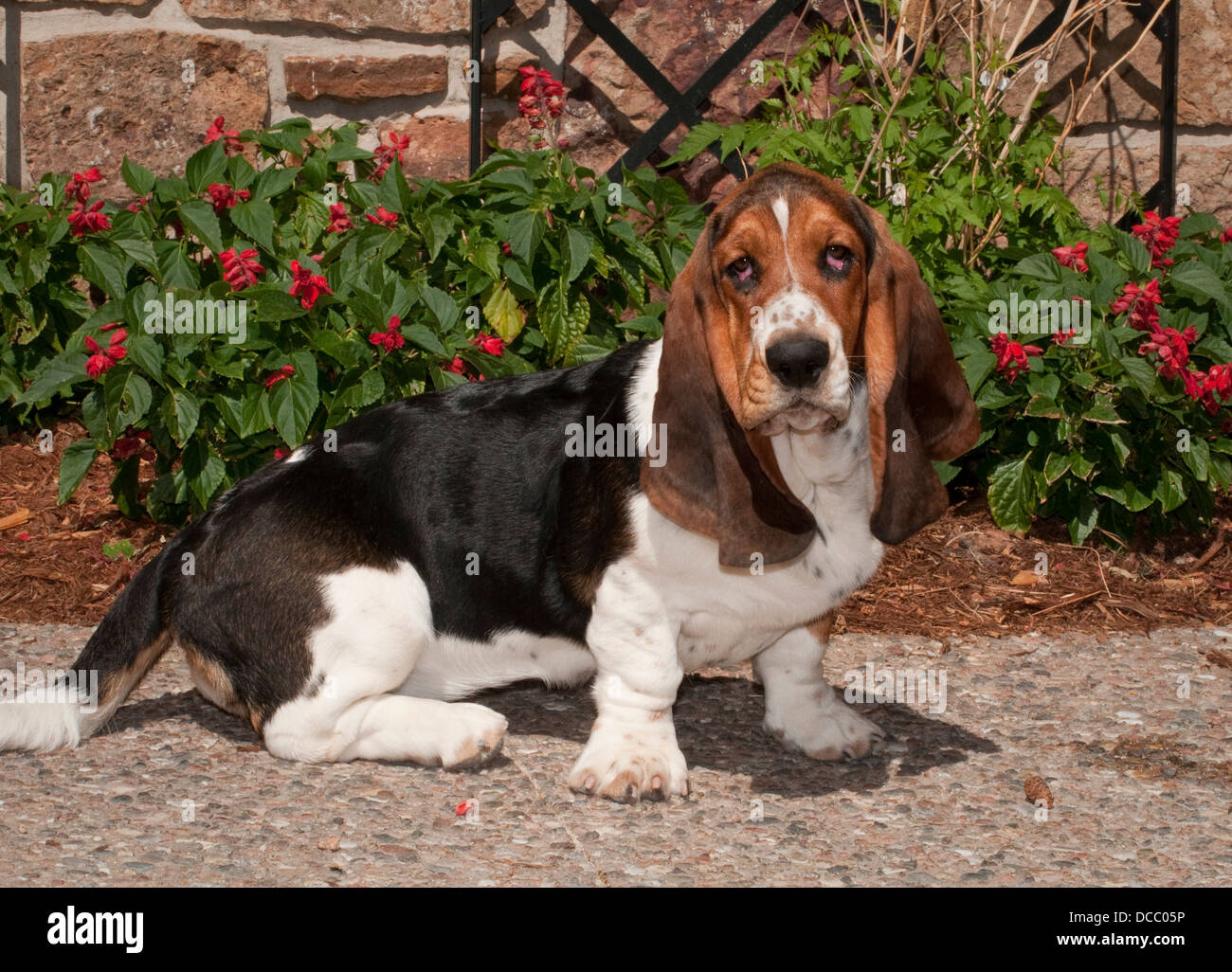 Basset hound sitting Stock Photo - Alamy