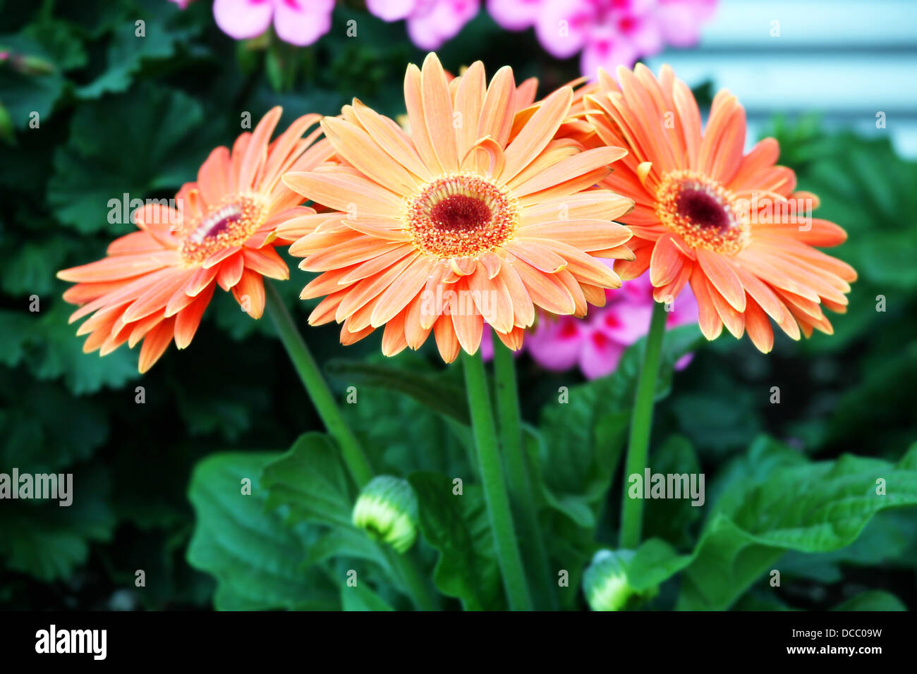 Group of three gerbera daisies Stock Photo Alamy