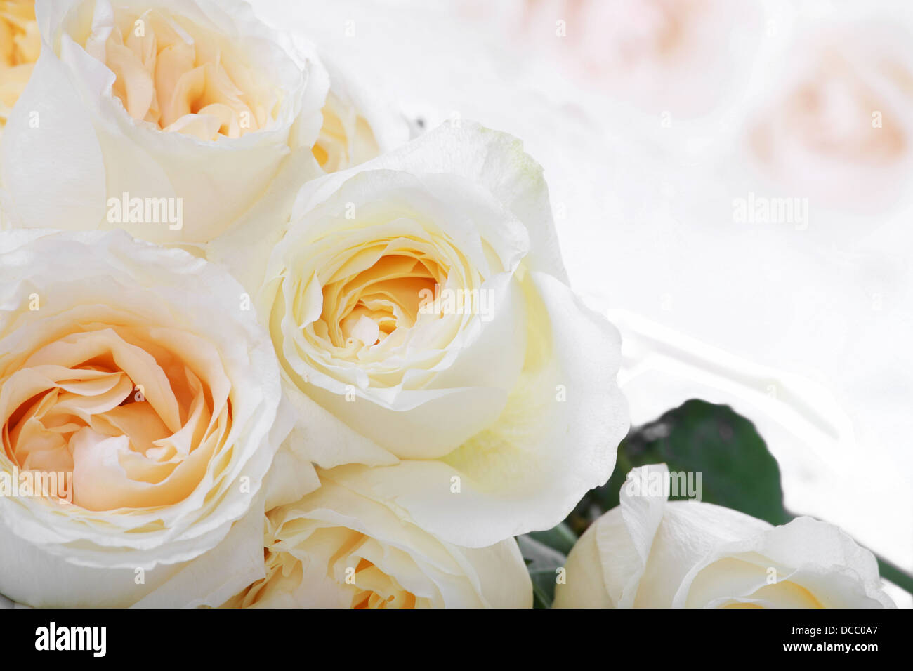 White roses with yellow centers Stock Photo Alamy