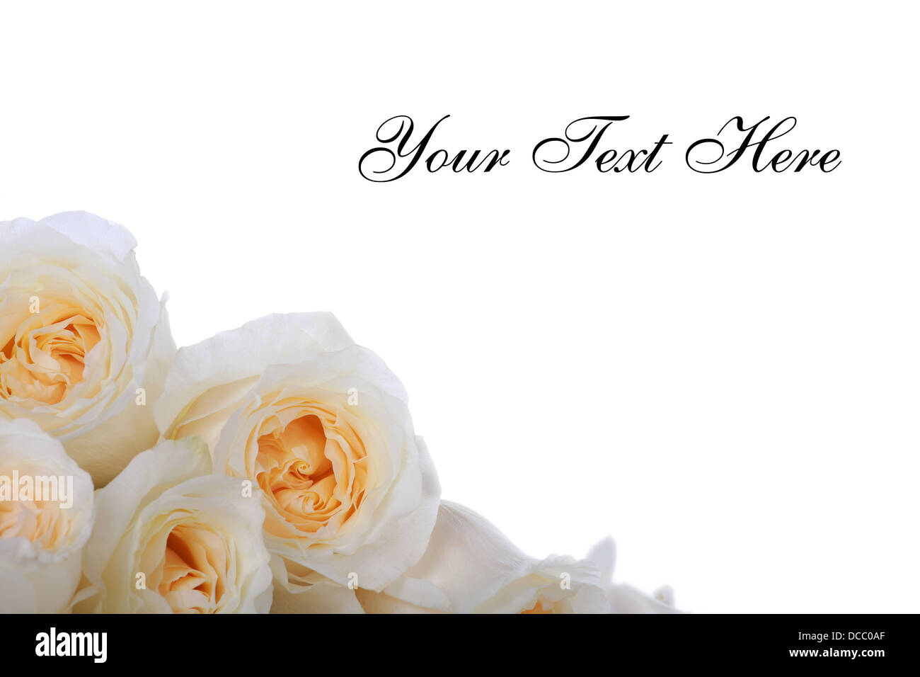 White roses with yellow centers Stock Photo Alamy