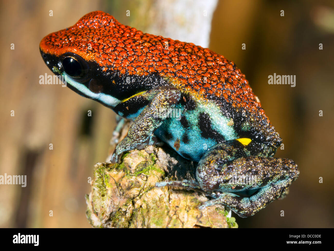 Ecuadorian Poison Frog (Ameerega bilinguis), Ecuador Stock Photo