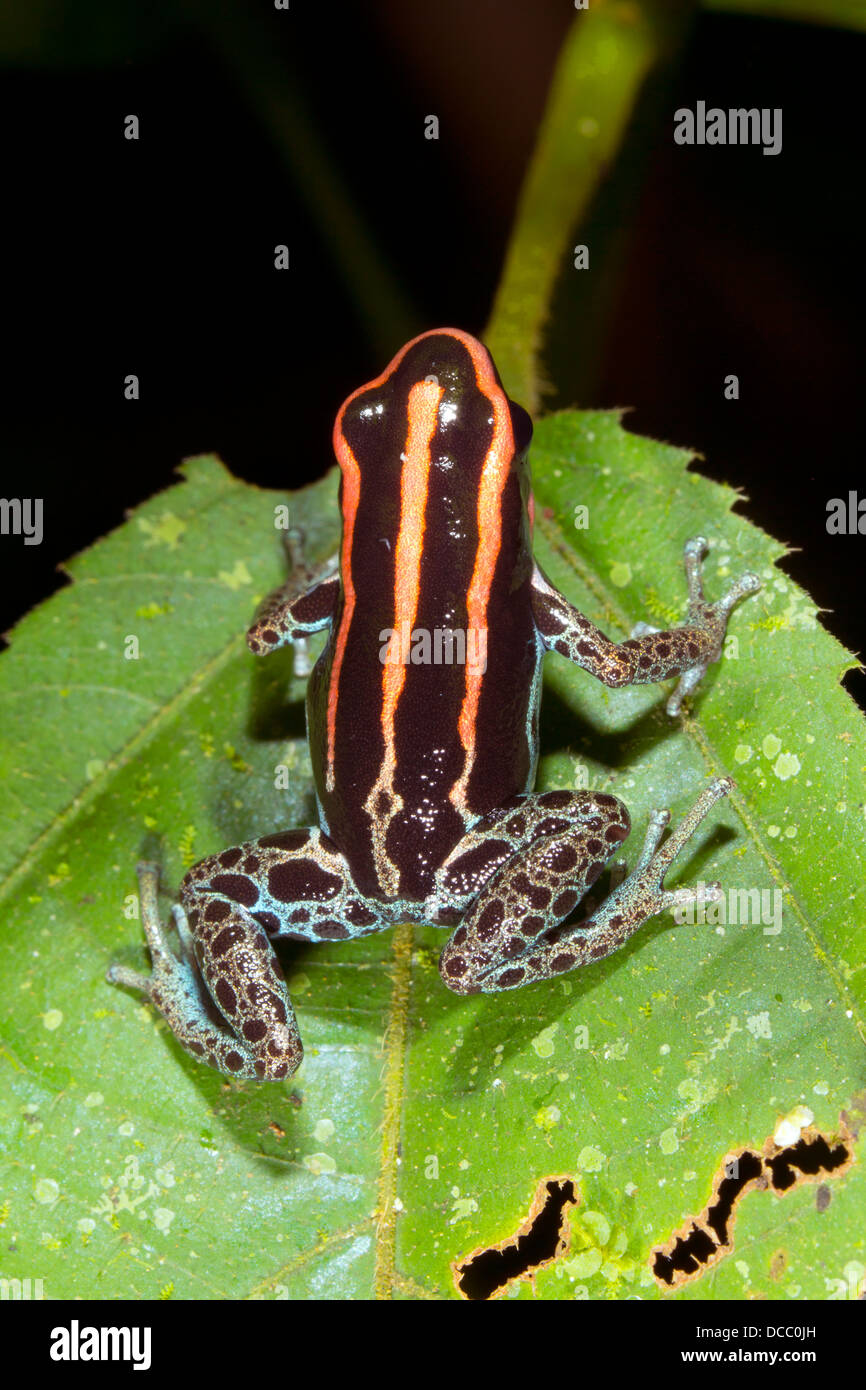 Amazonian Poison Frog (Ranitomeya ventrimaculata), climbing up a leaf, Ecuador Stock Photo