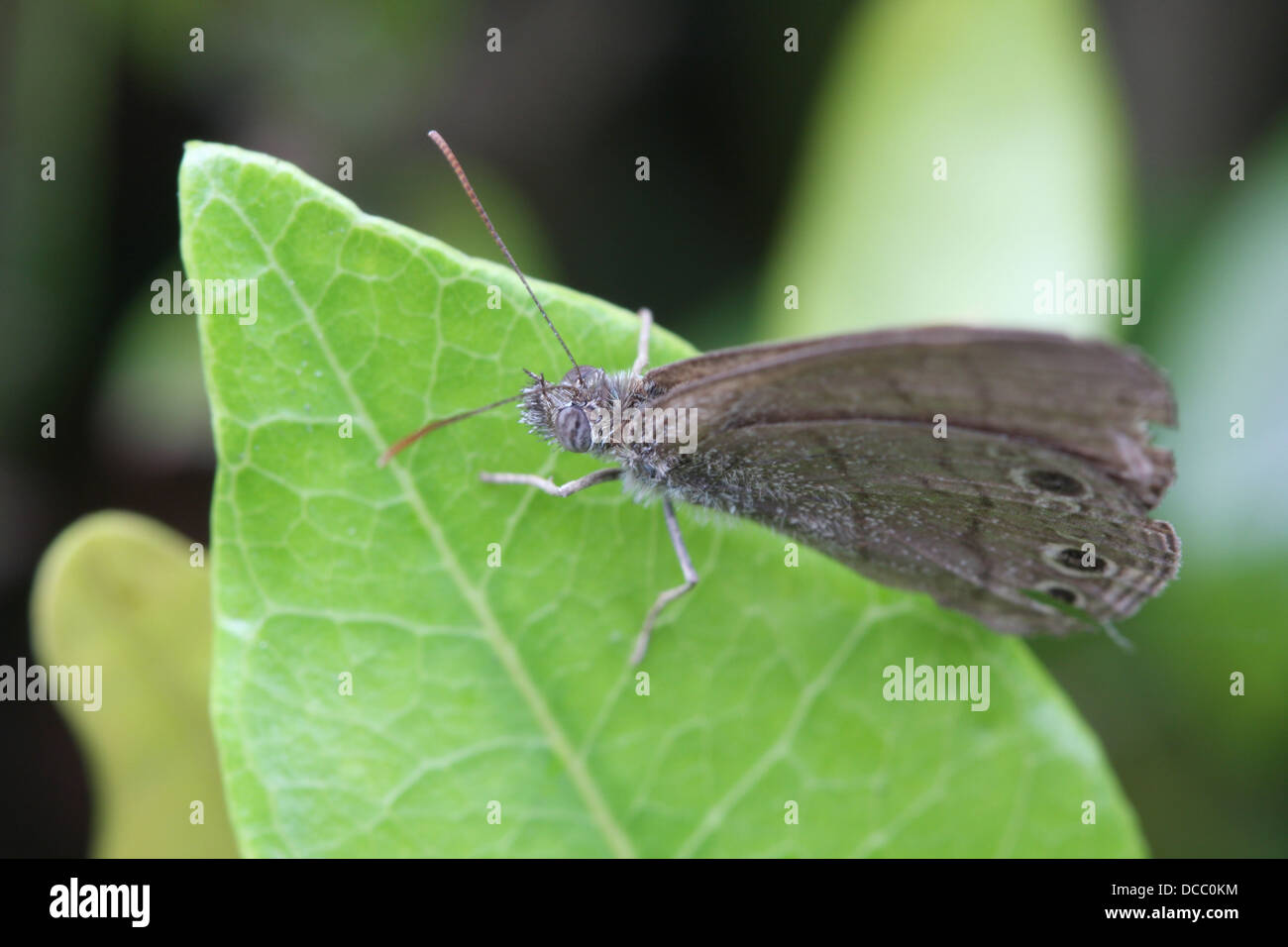 Delicate moth hi-res stock photography and images - Alamy