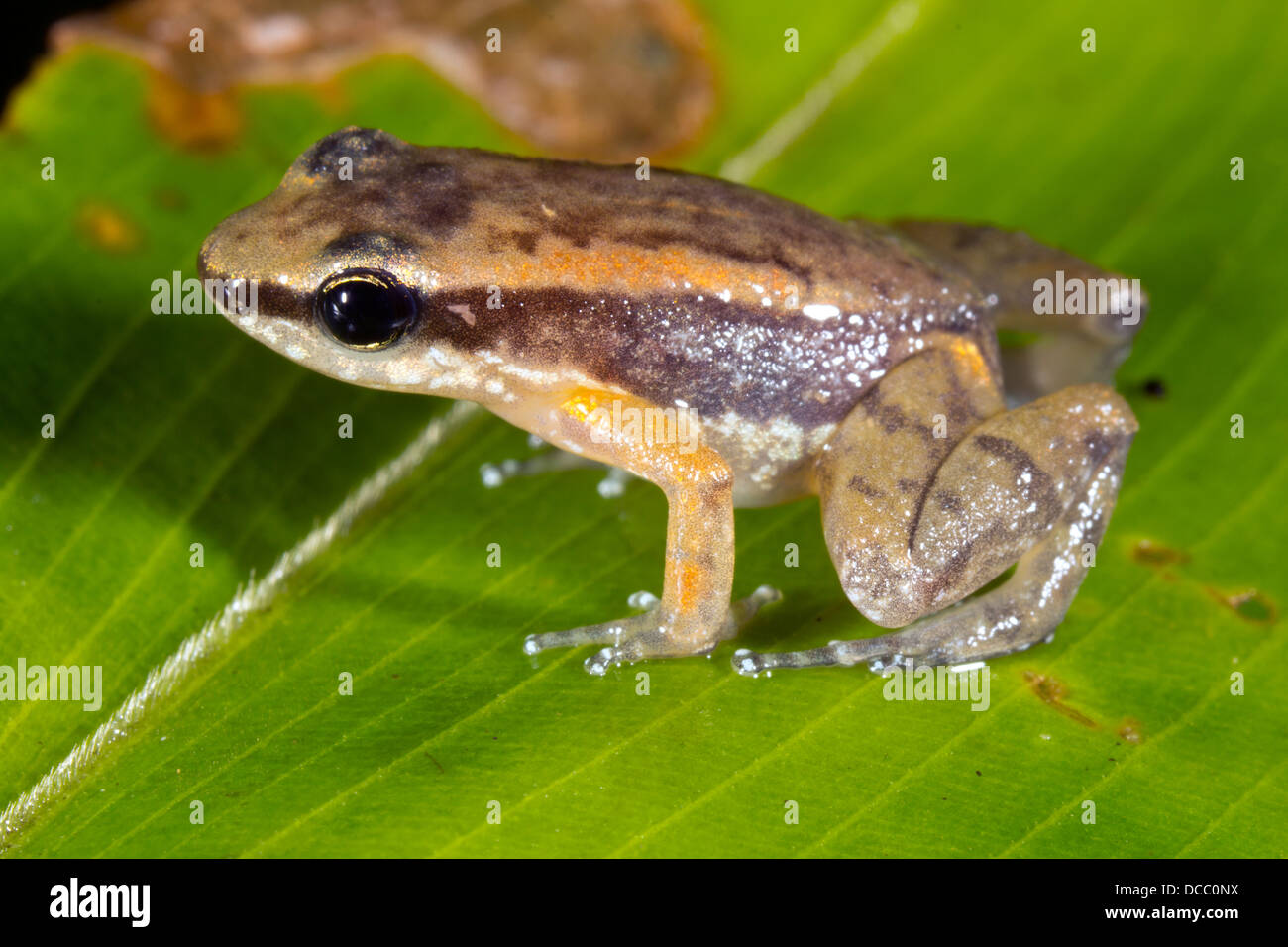 Rocket Frog (Allobates insperatus) on a leaf, Ecuador Stock Photo