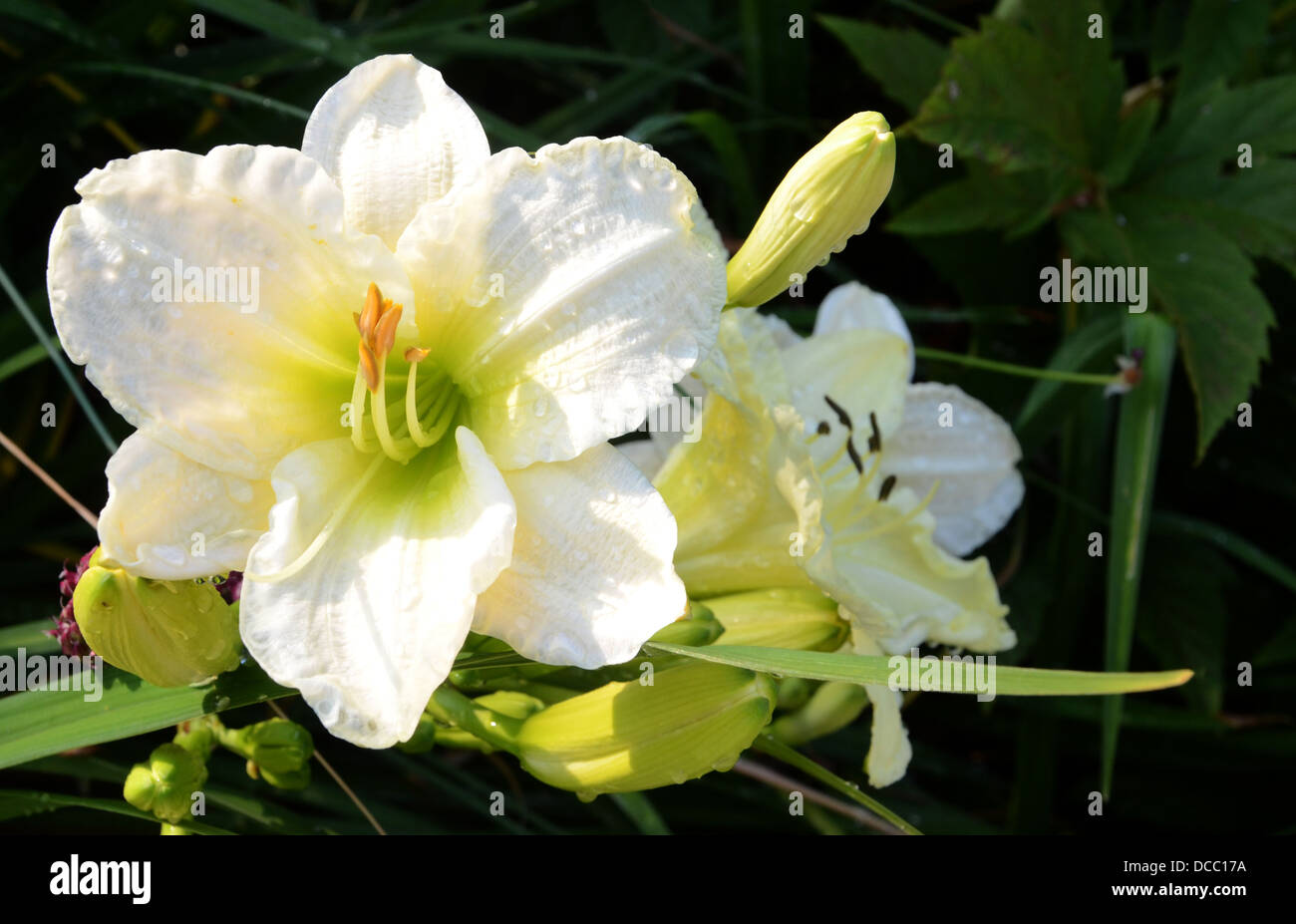 White temptation daylily in garden Stock Photo - Alamy