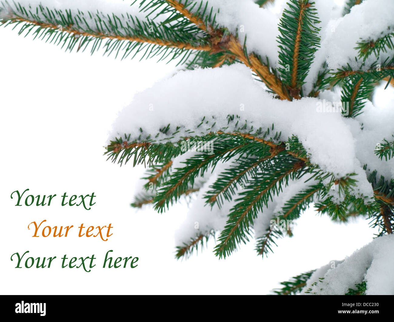 Fir spruce conifer snow winter hi-res stock photography and images - Alamy