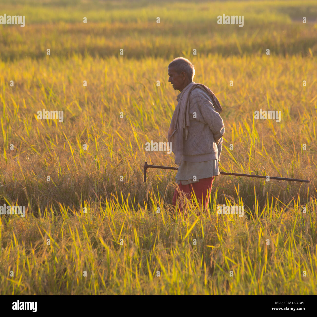 Man walking in rice fields holding a small plow, Terai region, Nepal Stock Photo