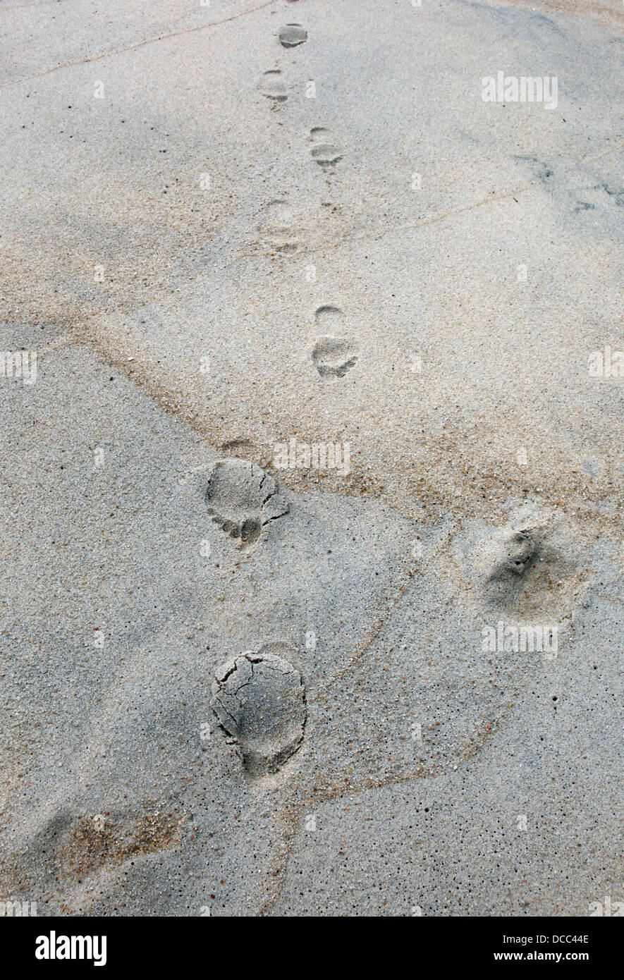 It's a photo of a footstep or footsteps on the sand on the beach near the sea. It's a right foot walking away Stock Photo