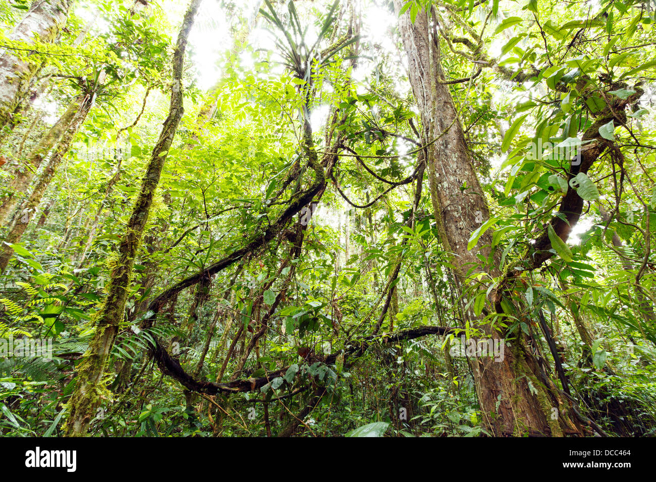 Tangle of lianas in the interior of primary tropical rainforest, Ecuador Stock Photo