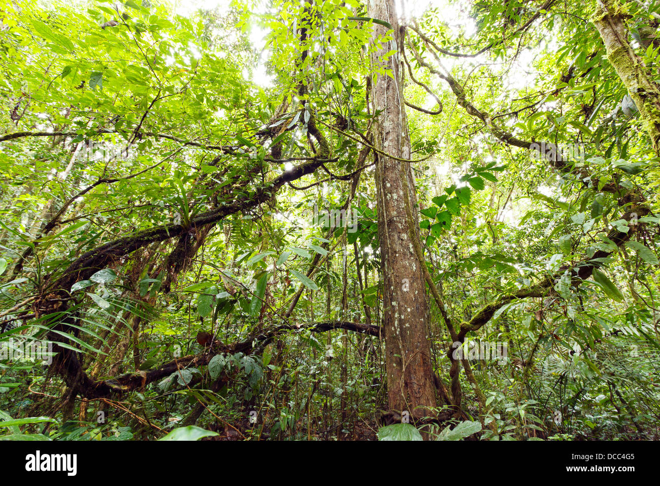Tangle of lianas in the interior of primary tropical rainforest, Ecuador Stock Photo