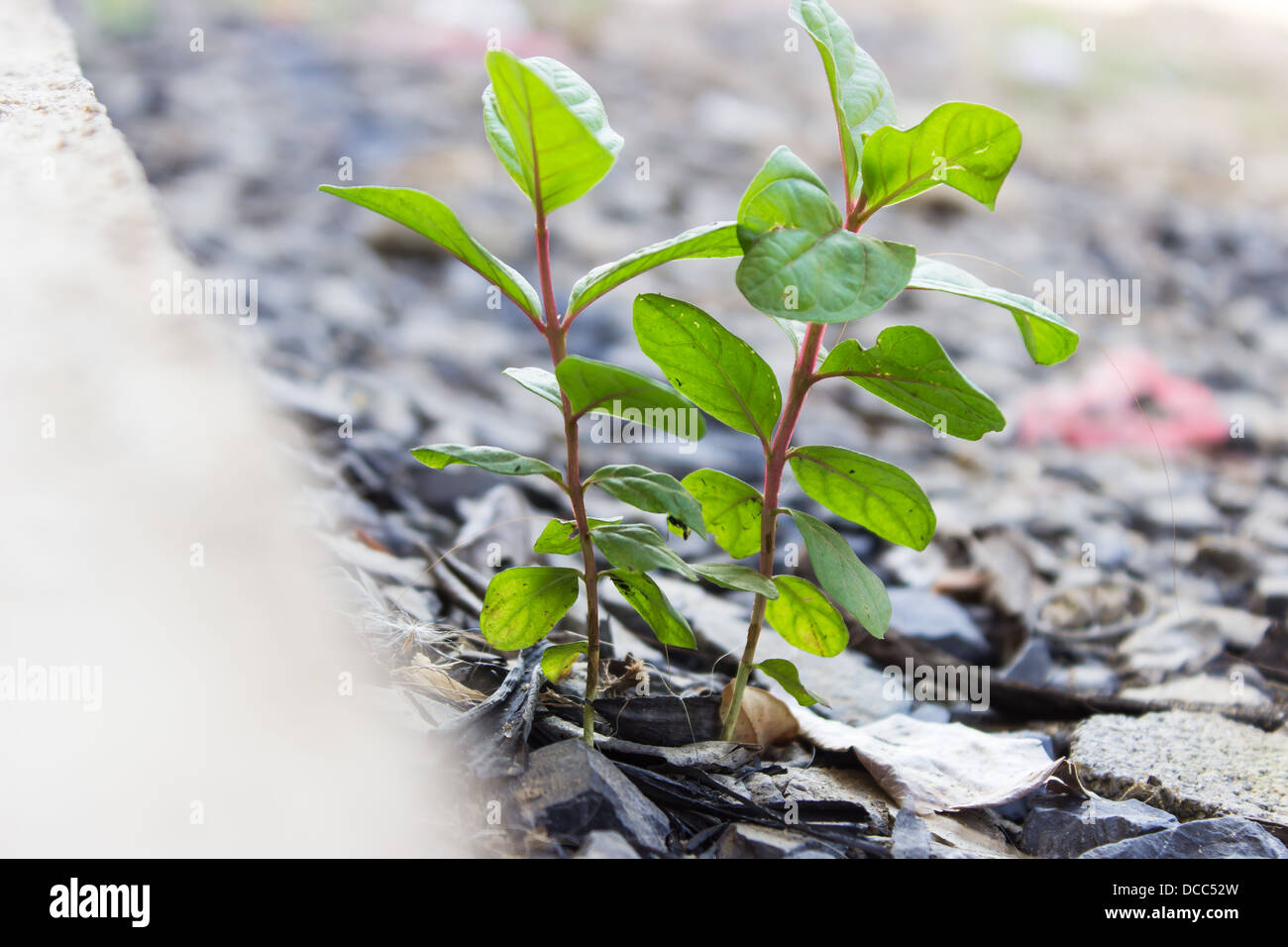 New life Guava seedling Stock Photo - Alamy