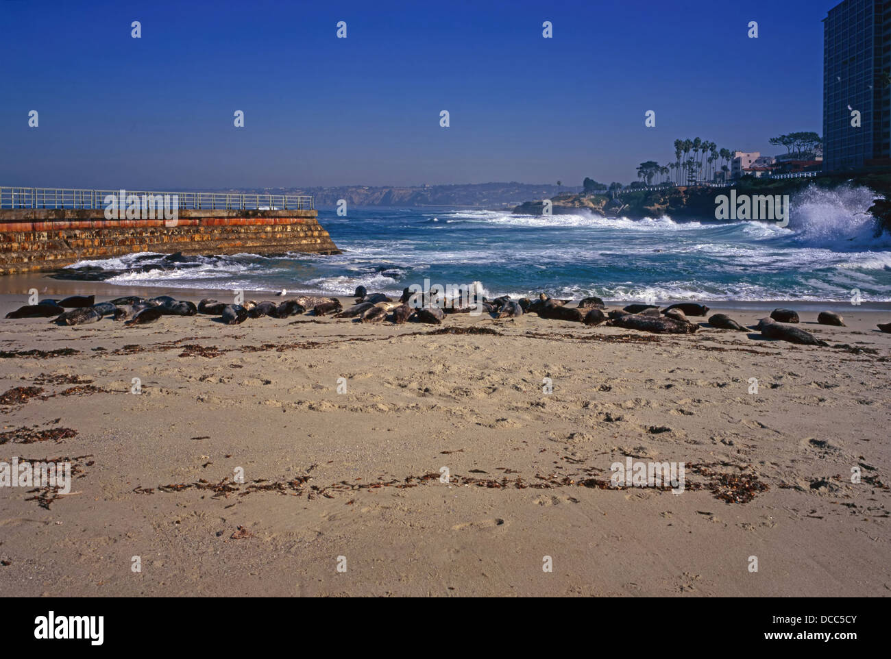 Seal Beach on La Jolla, California Stock Photo Alamy